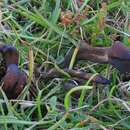 Image of Dark purple earth tongue