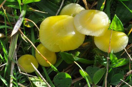 Hygrocybe resmi