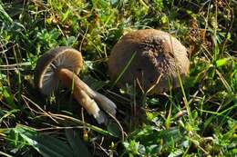 Image of Hygrocybe nitrata (Pers.) Wünsche 1877