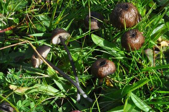 Image of Entoloma asprellum (Fr.) Fayod 1889