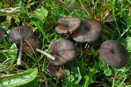 Image of Entoloma serrulatum (Fr.) Hesler 1967