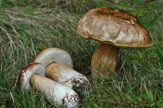 Image of boletes