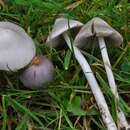 صورة Inocybe geophylla (Bull.) P. Kumm. 1871