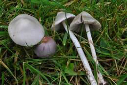 Inocybe geophylla (Bull.) P. Kumm. 1871 resmi