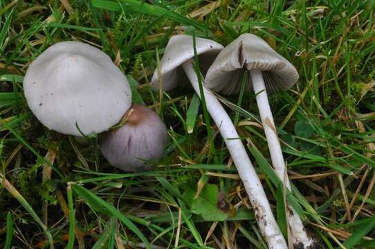 صورة Inocybe geophylla (Bull.) P. Kumm. 1871