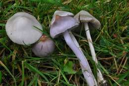 Inocybe geophylla (Bull.) P. Kumm. 1871 resmi