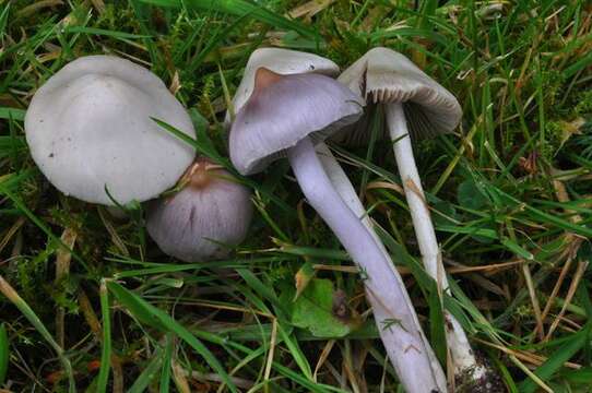 صورة Inocybe geophylla (Bull.) P. Kumm. 1871