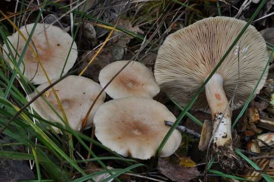 Слика од Lactarius glyciosmus (Fr.) Fr. 1838