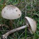 Image of Macrolepiota fuliginosa (Barla) Bon 1977