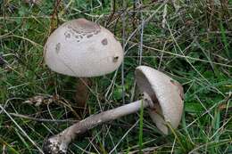 Image of Macrolepiota