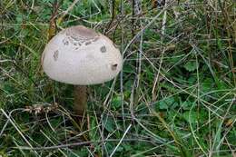 Image of Macrolepiota