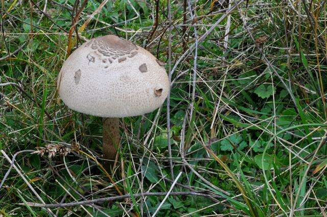 Image of Macrolepiota