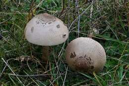 Image of Macrolepiota