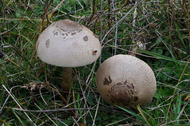 Image of Macrolepiota