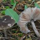Image of Deer Mushroom