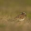 Image of Wood Lark