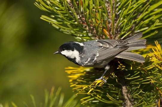 Image of <i>Parus ater</i>