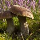 Imagem de Boletus reticulatus Schaeff. 1774