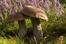 Imagem de Boletus reticulatus Schaeff. 1774