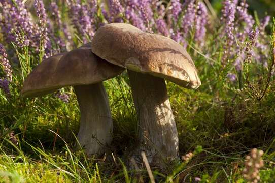 Image of summer cep