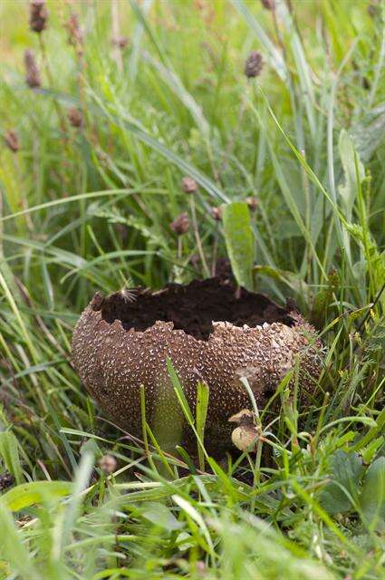 Image of Lycoperdon