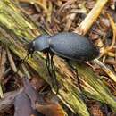 Imagem de Carabus (Procrustes) coriaceus Linnaeus 1758