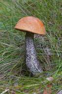 Image of Leccinum