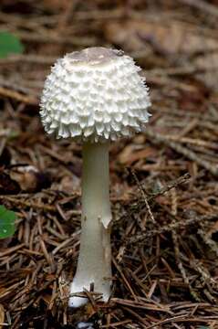 Imagem de Leucoagaricus