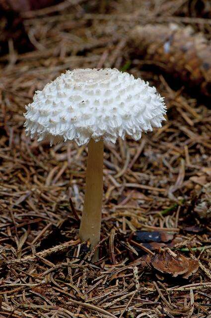 Слика од Leucoagaricus