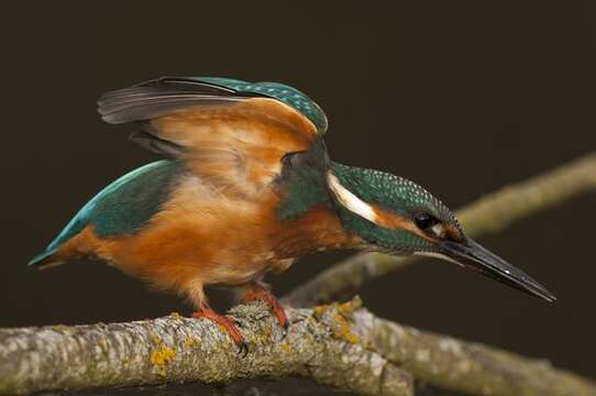 Image of Alcedo Linnaeus 1758