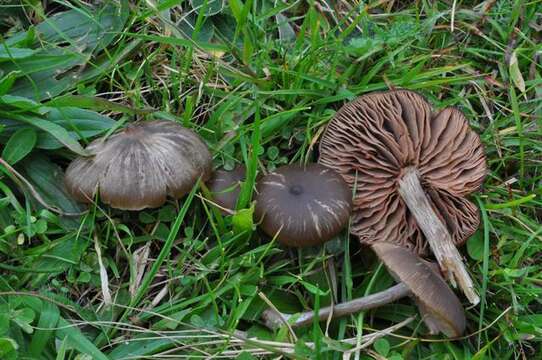 Image of Entoloma sericeum Quél. 1872