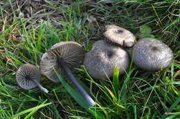 Image of Entoloma poliopus (Romagn.) Noordel. 1979