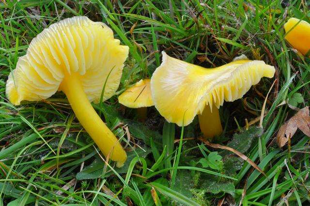 Hygrocybe resmi