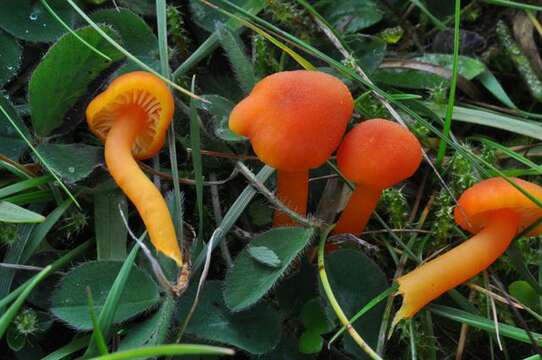 Image of waxcaps (fungi)