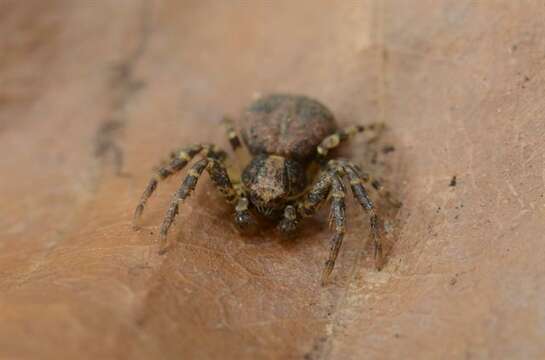 Image of crab spiders