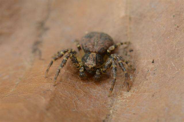 Image of crab spiders