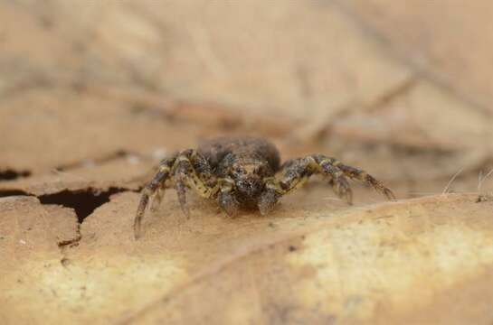 Image of crab spiders