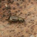 Imagem de Bembidion (Metallina) lampros (Herbst 1784)