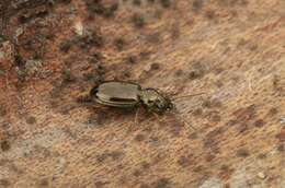 Plancia ëd Bembidion