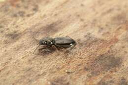 Imagem de Bembidion