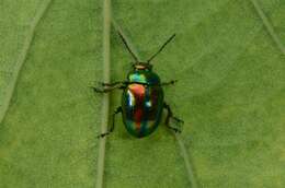 Image of <i>Chrysolina fastuosa</i>