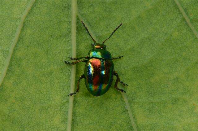 Image of <i>Chrysolina fastuosa</i>