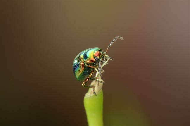 Image of <i>Chrysolina fastuosa</i>