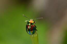 Image of <i>Chrysolina fastuosa</i>