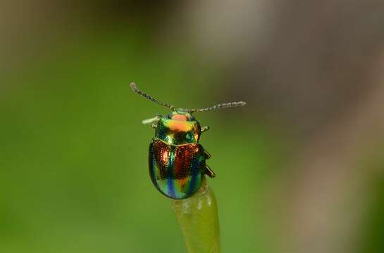 Image of <i>Chrysolina fastuosa</i>