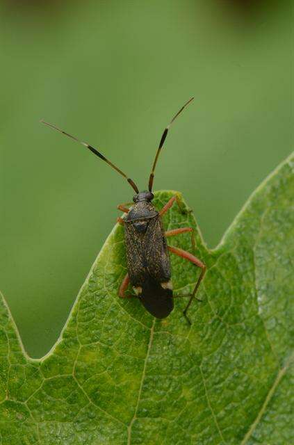 Image of Closterotomus