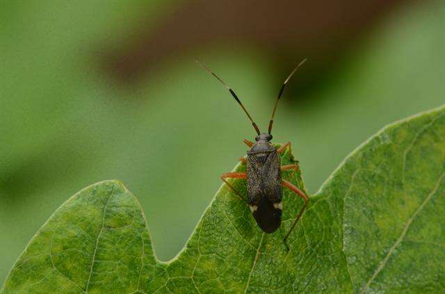 Image of Closterotomus