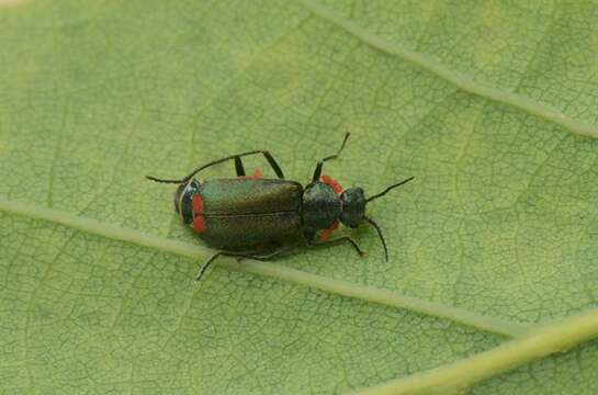 Слика од <i>Malachius bipustulatus</i>