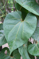 Image of Aristolochia didyma S. Moore