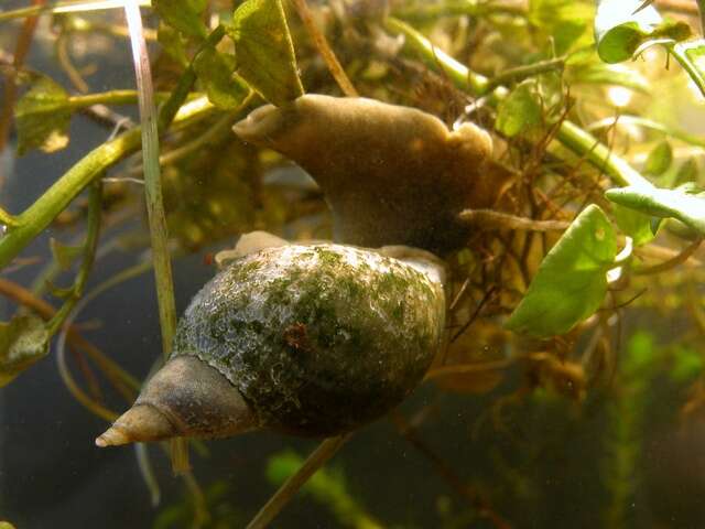 Image of Pond Snails